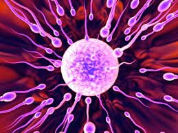 Men Fertility Support Solution For Motility Boost, and Count Boost